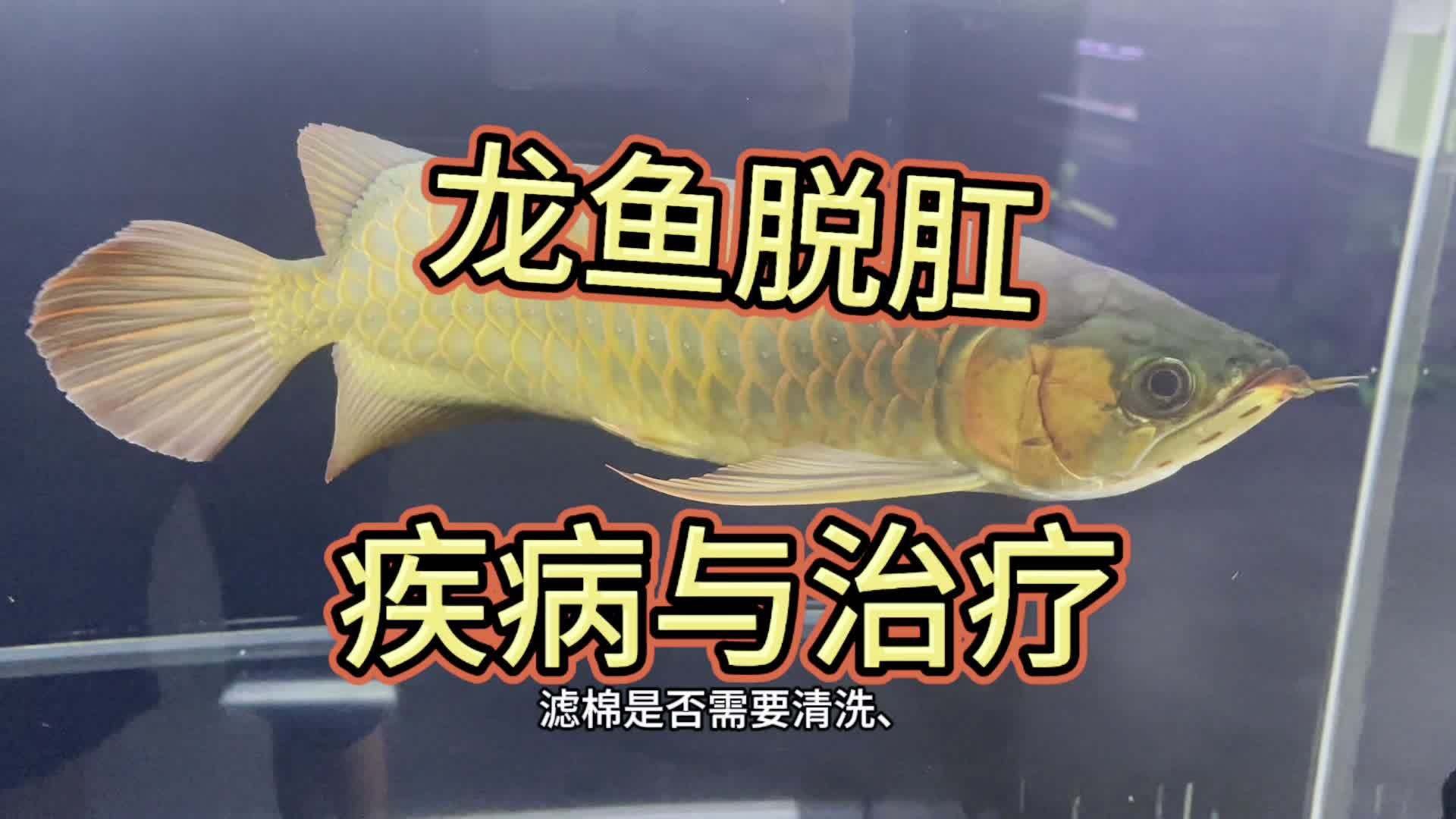 如何預防龍魚肛門鼓起？
