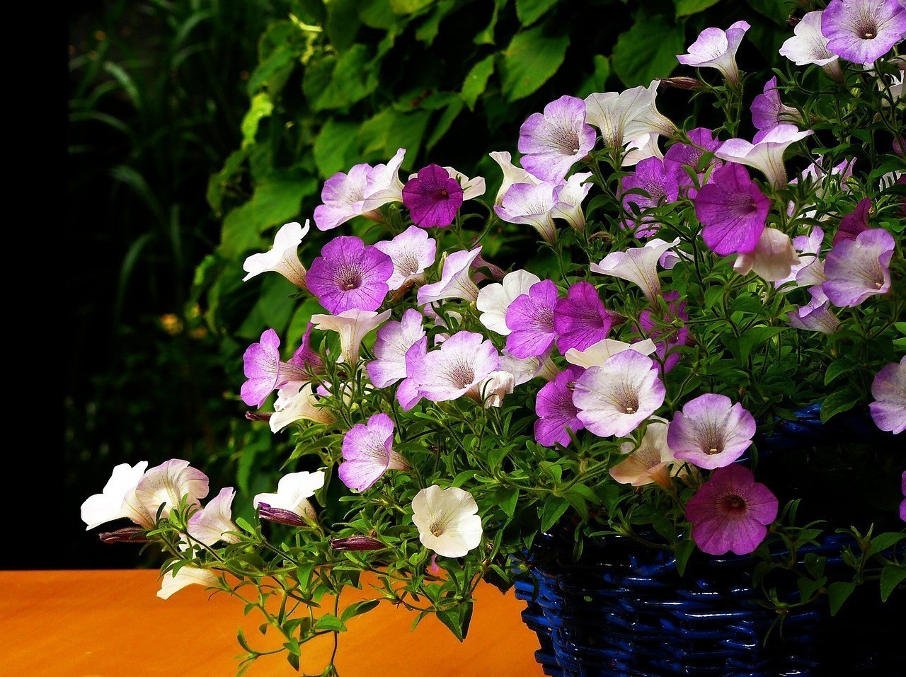 烏拉特前旗烏拉山花草緣花卉店(烏拉特前旗花卉市場) 全國水族館企業名錄 第3張 烏拉特前旗烏拉山花草緣花卉店(烏拉特前旗花卉市場) 烏拉特前旗烏拉山花草緣花卉店(烏拉特前旗花卉市場) 全國水族館企業名錄 第3張
