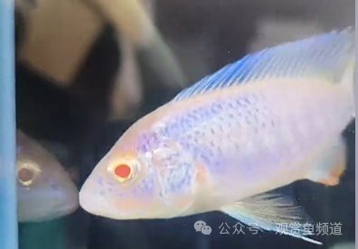 十大最漂亮公主魚圖片