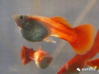龍魚可以喂金魚嗎：龍魚可以喂金魚嗎，龍魚可以喂金魚，但需要注意什么