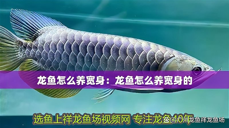 詳細閱讀:龍魚怎么養才會體型寬 龍魚怎么養才會體型寬