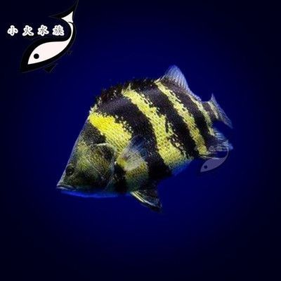 龍魚缸配魚圖，龍魚缸的設計與配魚圖