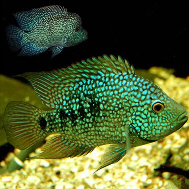 龍魚缸配魚圖，龍魚缸的設計與配魚圖