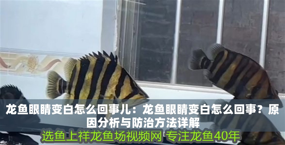 龍魚眼睛變白怎么回事兒：龍魚眼睛變白怎么回事？原因分析與防治方法詳解