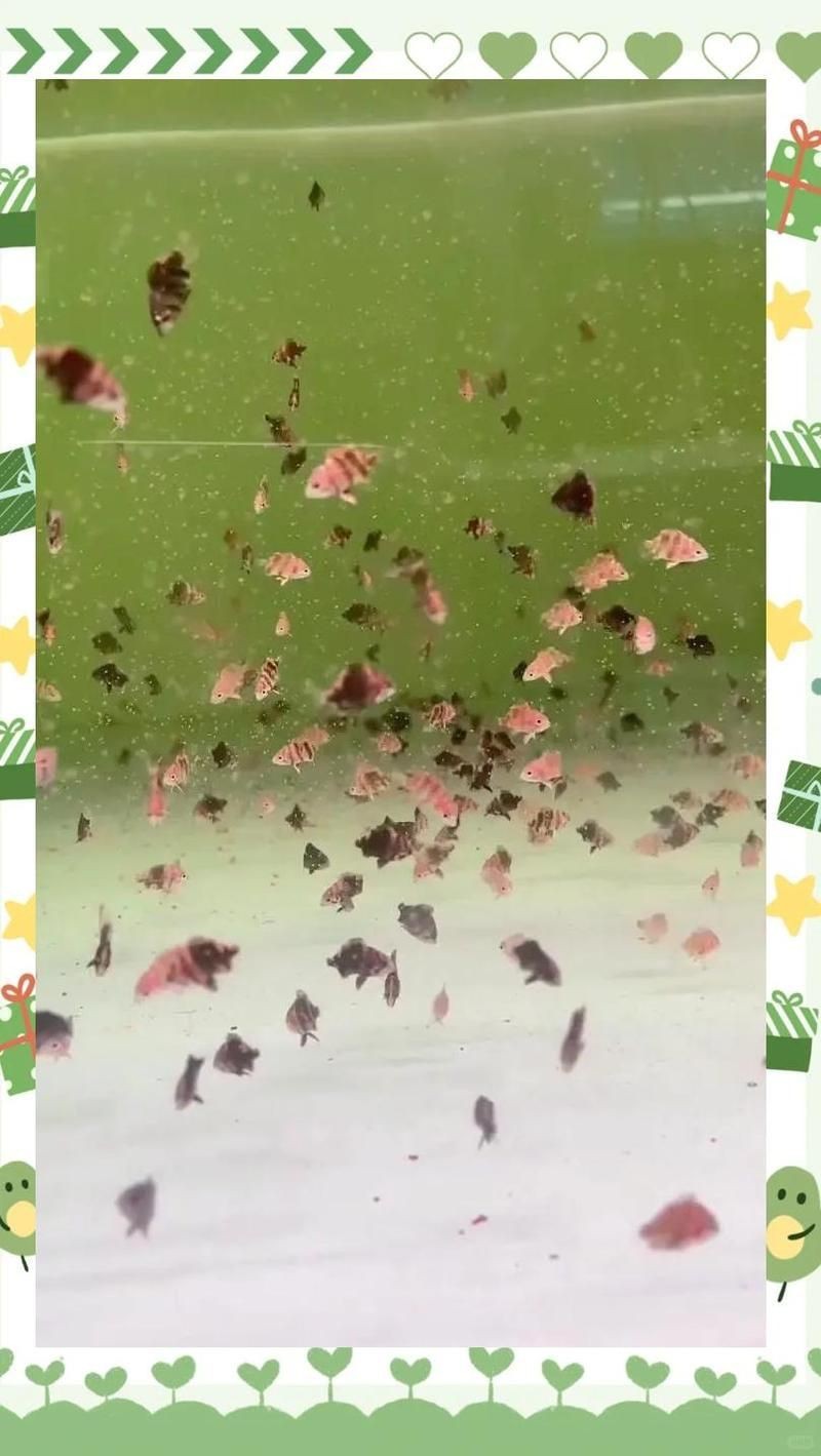 虎苗養了一年