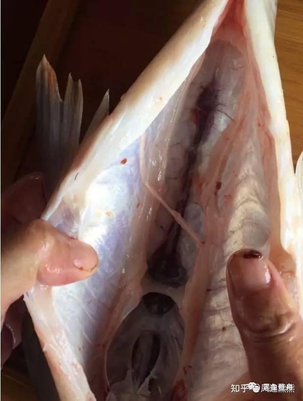 皇帝魚是什么樣的