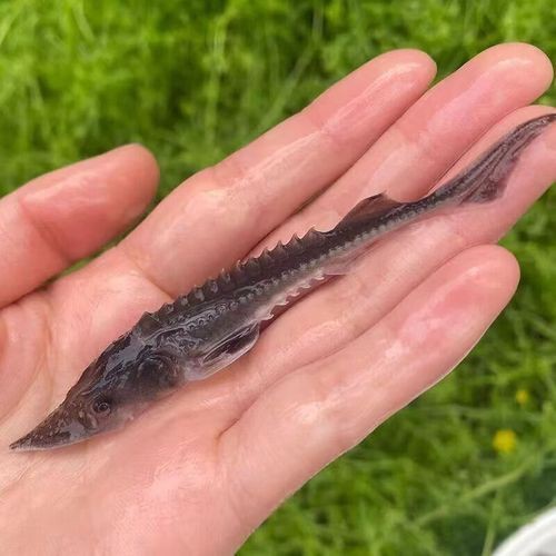中華尋龍魚的價格