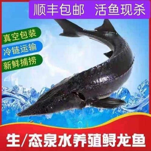 中華尋龍魚的價格