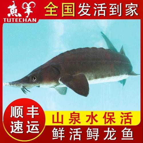 中華尋龍魚的價格