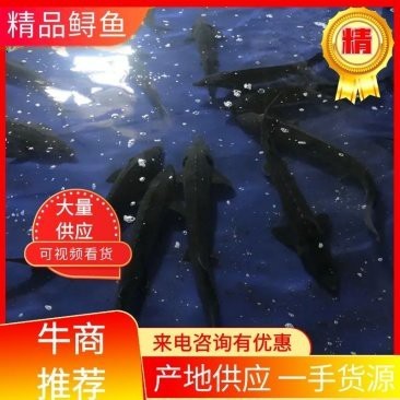 中華尋龍魚的價格