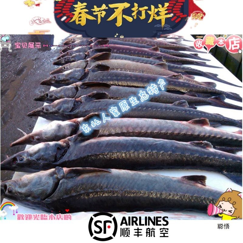 中華尋龍魚的價格