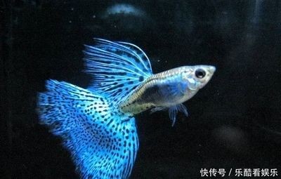 黑色的魚缸魚會變色嗎為什么不變色（魚缸背景色對魚的影響） 黑色的魚缸魚會變色嗎為什么不變色（魚缸背景色對魚的影響） 魚缸百科 第4張