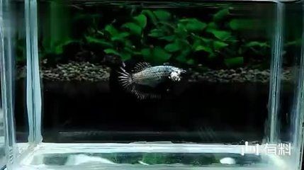 黑色的魚缸魚會變色嗎為什么不變色（魚缸背景色對魚的影響） 黑色的魚缸魚會變色嗎為什么不變色（魚缸背景色對魚的影響） 魚缸百科 第1張