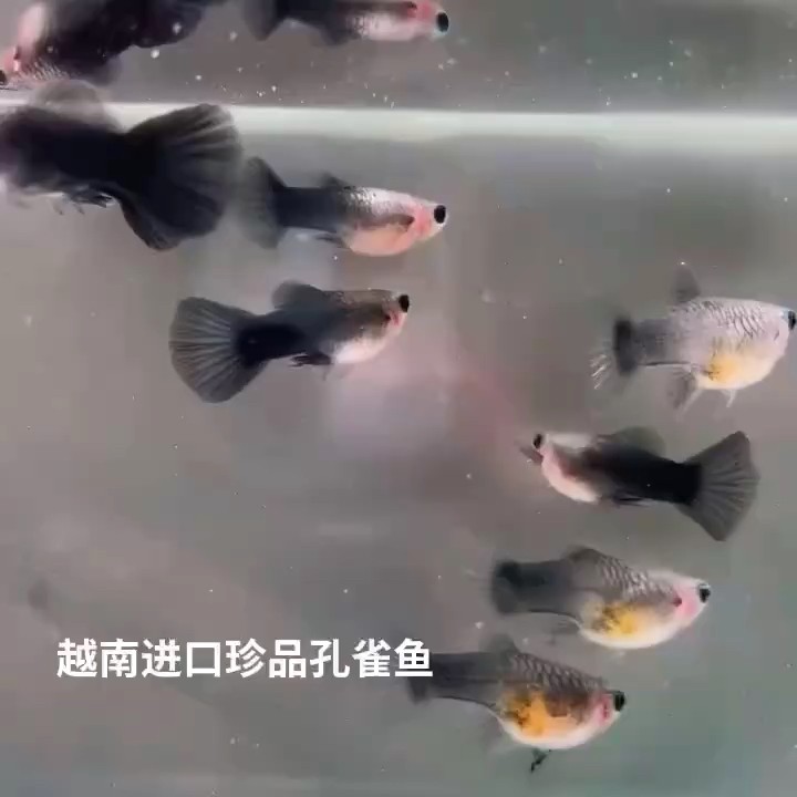 藍禮服玻璃貓孔雀魚#孔雀魚