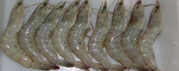 龍魚喂青蝦還是白蝦：探討龍魚喂食青蝦還是白蝦，龍魚喂青蝦還是白蝦的問題