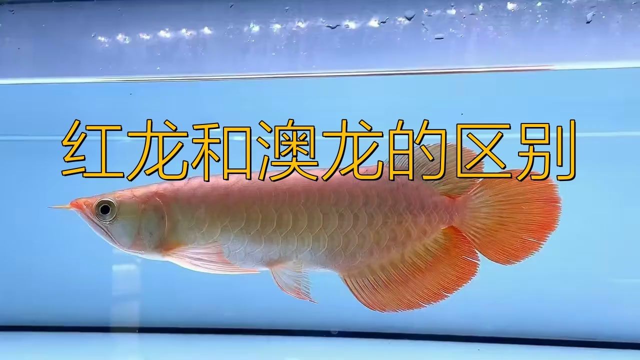 紅龍澳龍的區別 龍魚論壇 第5張 紅龍澳龍的區別 紅龍澳龍的區別 龍魚論壇 第5張