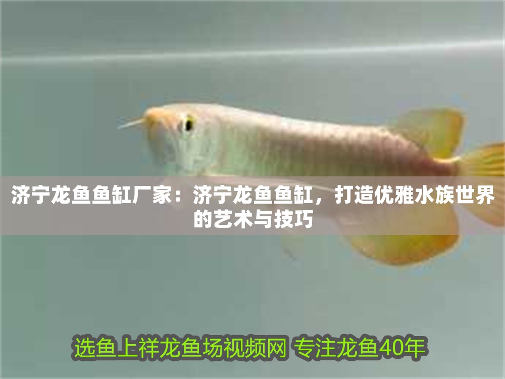 濟寧龍魚魚缸廠家：濟寧龍魚魚缸，打造優(yōu)雅水族世界的藝術與技巧