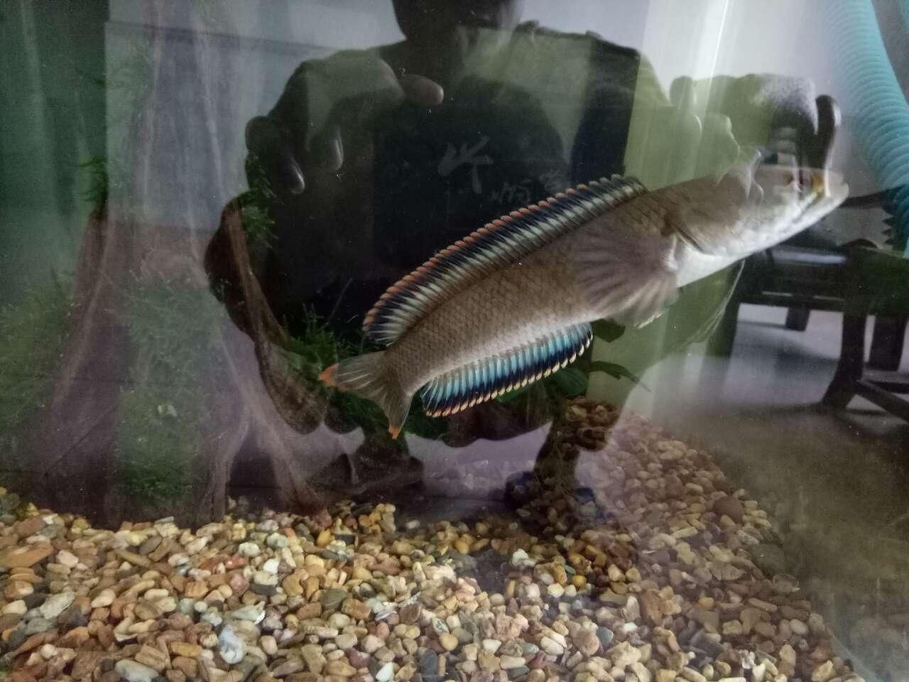 彩虹雷龍魚產地在哪里：彩虹雷龍魚原產地是南美洲的亞馬遜河流域生態特點介紹 彩虹雷龍魚產地在哪里：彩虹雷龍魚原產地是南美洲的亞馬遜河流域生態特點介紹 龍魚百科 第1張
