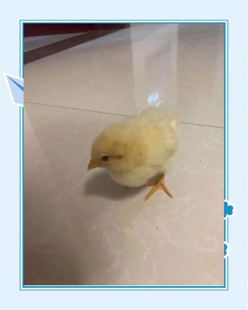 飯店海鮮魚缸選擇：尋找適合飯店的海鮮魚缸您可以考慮以下幾個(gè)選項(xiàng)