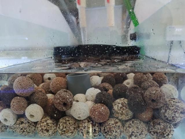 魚缸多長時間清洗一次