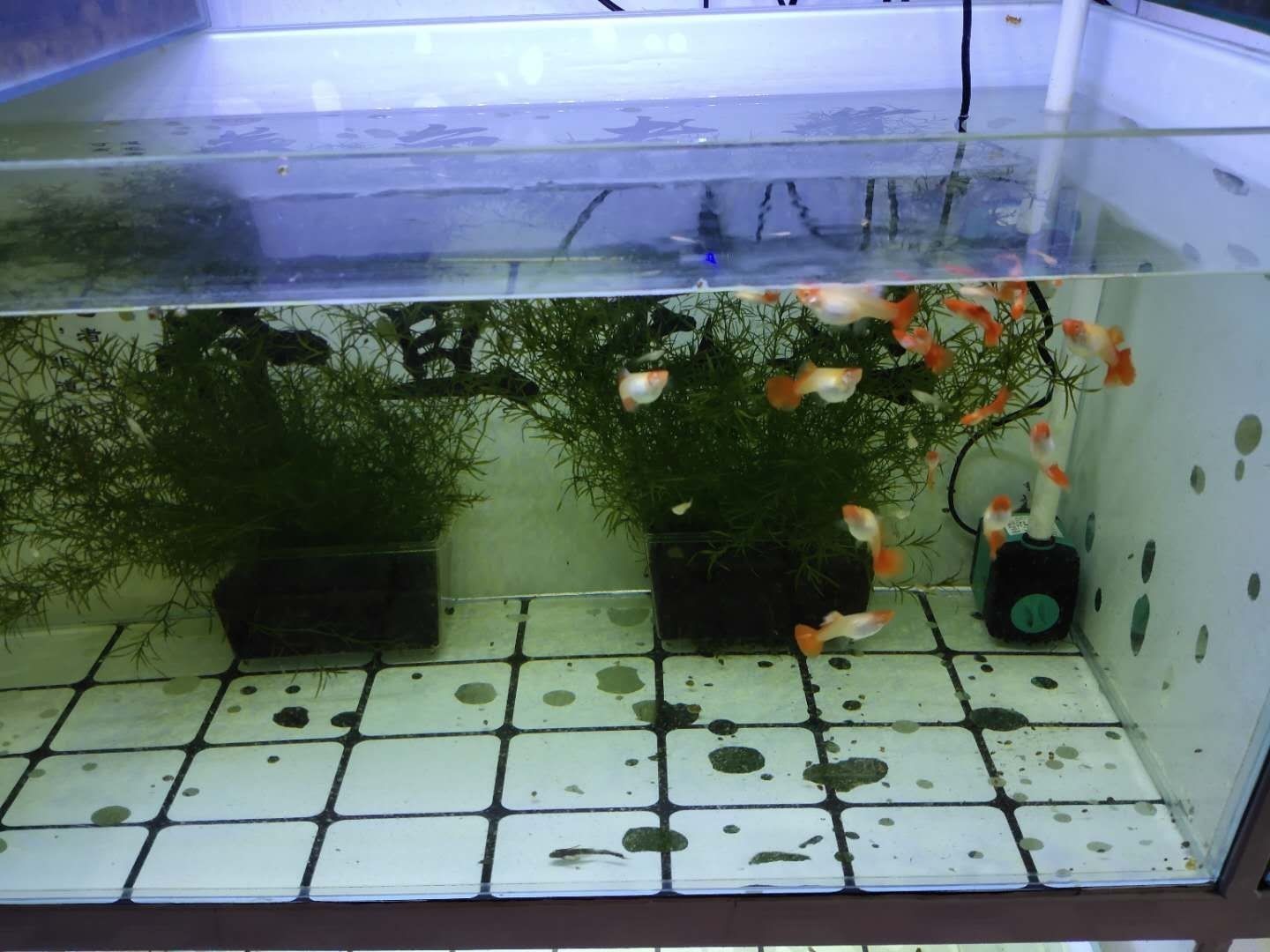 魚缸多長時間清洗一次