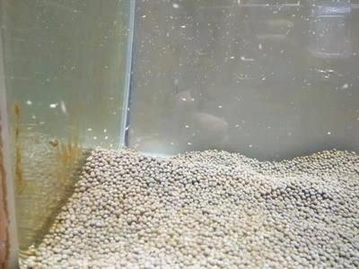 魚缸多長時間清洗一次