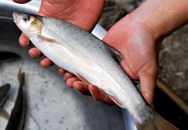 十大淡水魚排行榜前十名