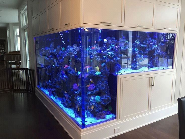 懷化龍魚魚缸：懷化龍魚魚缸，打造家居水族藝術的完美選擇