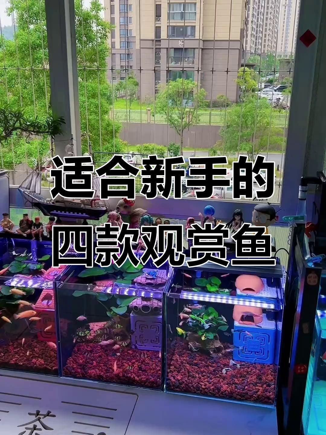觀賞魚哪種魚最好養(yǎng)
