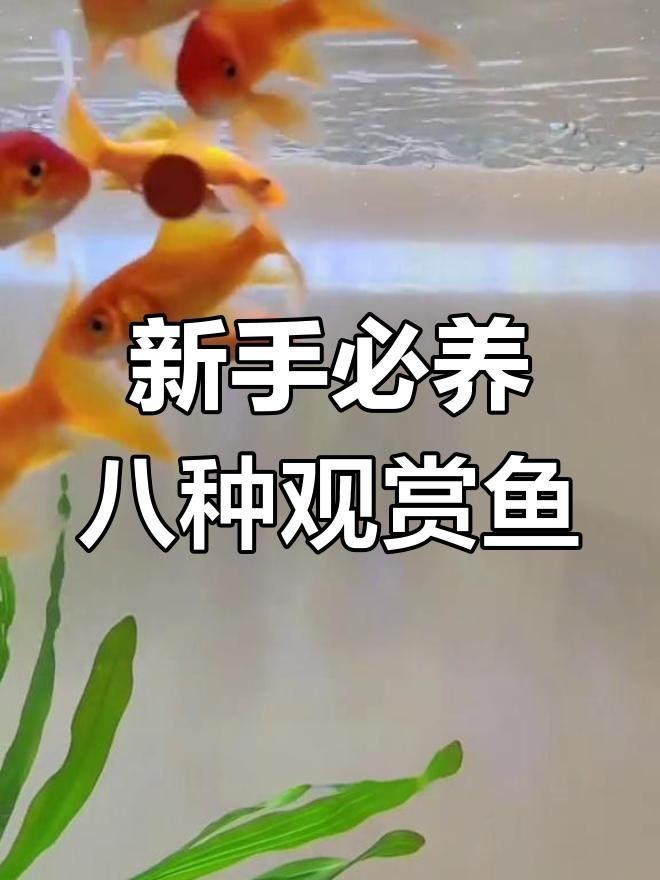 觀賞魚哪種魚最好養(yǎng)