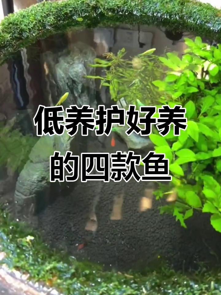 觀賞魚哪種魚最好養(yǎng)