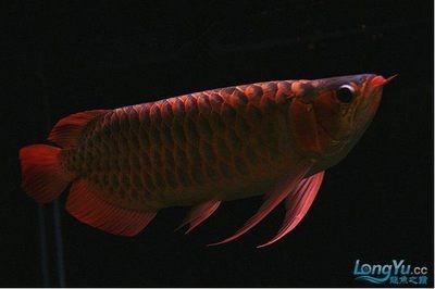 最好的金龍魚是什么品種