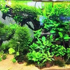 花盆改魚缸的注意事項：花盆改造魚缸的安全指南