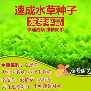 魚缸彩葉草圖片欣賞:魚缸彩葉草圖片欣賞詳情 魚缸百科 第4張 魚缸彩葉草圖片欣賞:魚缸彩葉草圖片欣賞詳情 魚缸彩葉草圖片欣賞:魚缸彩葉草圖片欣賞詳情 魚缸百科 第4張