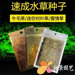 魚缸彩葉草圖片欣賞:魚缸彩葉草圖片欣賞詳情 魚缸百科 第3張 魚缸彩葉草圖片欣賞:魚缸彩葉草圖片欣賞詳情 魚缸彩葉草圖片欣賞:魚缸彩葉草圖片欣賞詳情 魚缸百科 第3張
