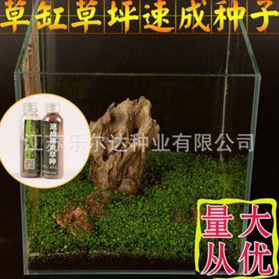 魚缸彩葉草圖片欣賞:魚缸彩葉草圖片欣賞詳情 魚缸百科 第2張 魚缸彩葉草圖片欣賞:魚缸彩葉草圖片欣賞詳情 魚缸彩葉草圖片欣賞:魚缸彩葉草圖片欣賞詳情 魚缸百科 第2張