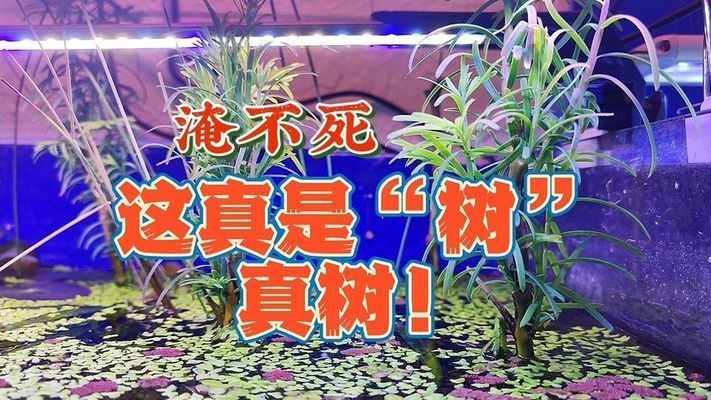 魚缸里可以種哪種樹：魚缸中的水生植物是一種常見的水生植物