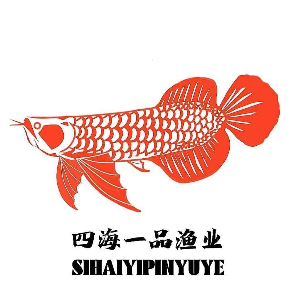 紅眼白子招財龍好養嗎
