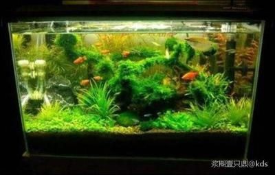 黑魚 魚缸大小怎么選擇的呢（如何根據魚的特性來選擇魚缸）