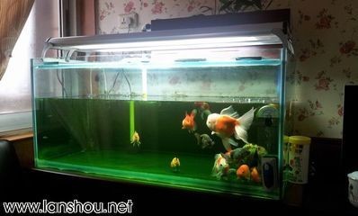 黑魚 魚缸大小怎么選擇的呢（如何根據魚的特性來選擇魚缸）