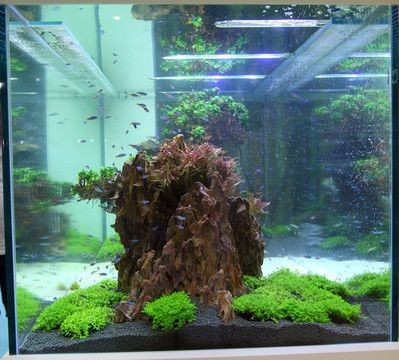 熱帶魚缸造景做法大全（熱帶魚缸造景做法大全熱帶魚缸造景做法大全）