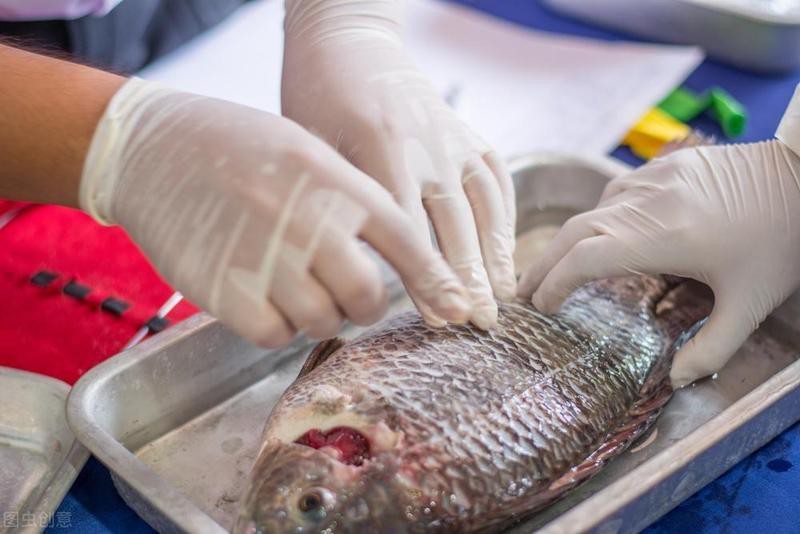 鯰魚與塘鲺哪個(gè)更臟
