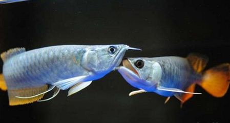 “海王”魚(yú)缸生產(chǎn)廠家詳細(xì)信息：涉及多個(gè)不同的魚(yú)缸廠家：“海王”魚(yú)缸廠家有哪些？ “海王”魚(yú)缸生產(chǎn)廠家詳細(xì)信息：涉及多個(gè)不同的魚(yú)缸廠家：“海王”魚(yú)缸廠家有哪些？ 魚(yú)缸百科 第3張