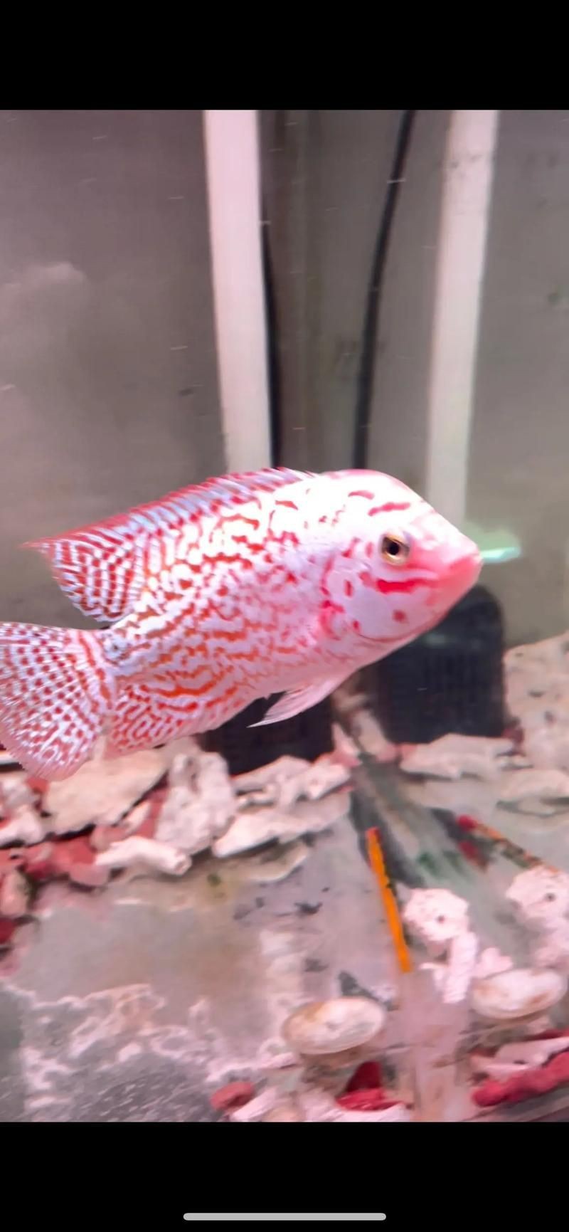 高端火鳳凰魚圖片 高端火鳳凰魚圖片 龍魚論壇 第4張