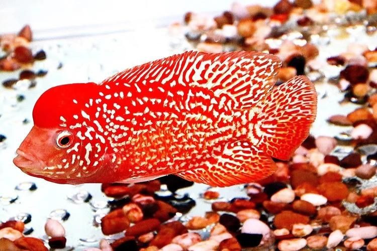 高端火鳳凰魚圖片 高端火鳳凰魚圖片 龍魚論壇 第6張