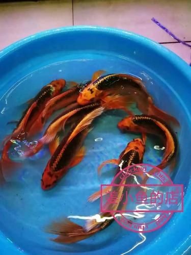高端火鳳凰魚圖片 高端火鳳凰魚圖片 龍魚論壇 第10張