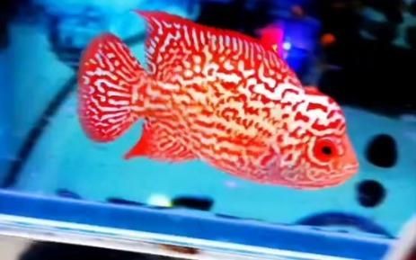高端火鳳凰魚圖片 高端火鳳凰魚圖片 龍魚論壇 第17張