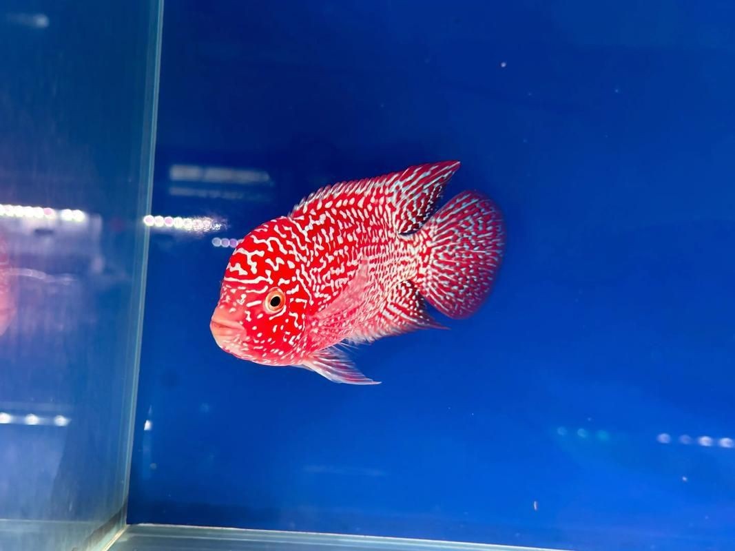 高端火鳳凰魚圖片 高端火鳳凰魚圖片 龍魚論壇 第20張