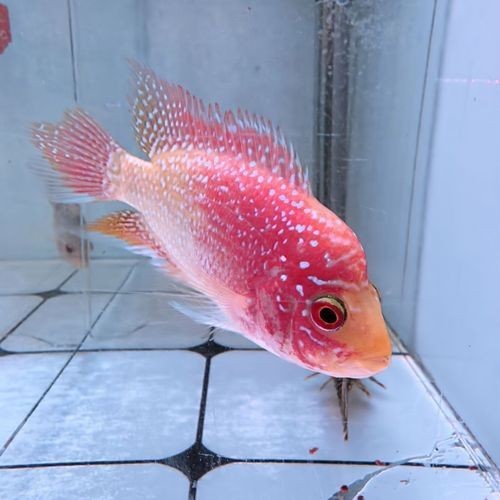 高端火鳳凰魚圖片 高端火鳳凰魚圖片 龍魚論壇 第15張
