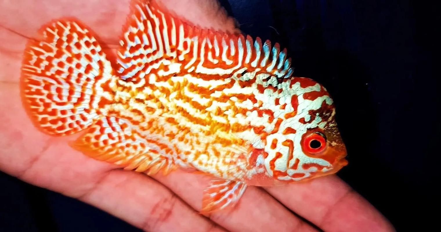 高端火鳳凰魚圖片 高端火鳳凰魚圖片 龍魚論壇 第18張